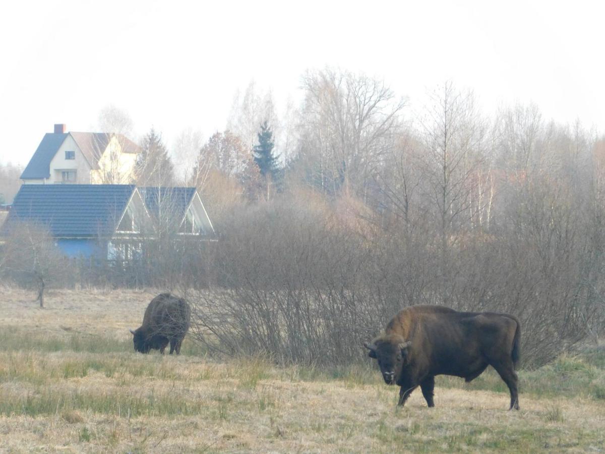 Wejmutka, Bialowieza Apartment ภายนอก รูปภาพ