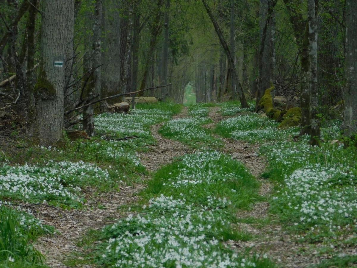 Wejmutka, Bialowieza Apartment ภายนอก รูปภาพ