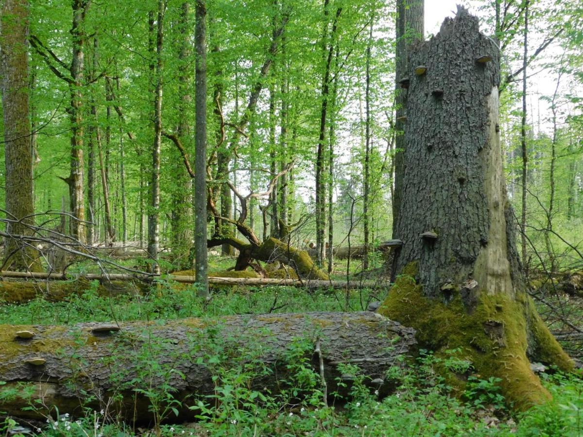 Wejmutka, Bialowieza Apartment ภายนอก รูปภาพ